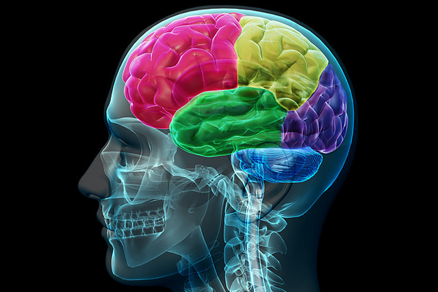 brain_14599057004_9dc53af6f9_z