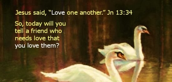 2 Swans iin pond meme 2