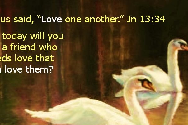 2 Swans iin pond meme 2