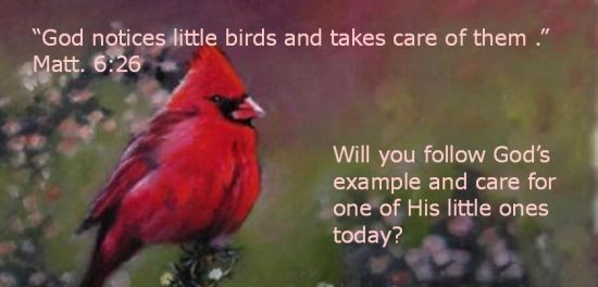 Cardinal meme Jesus Love