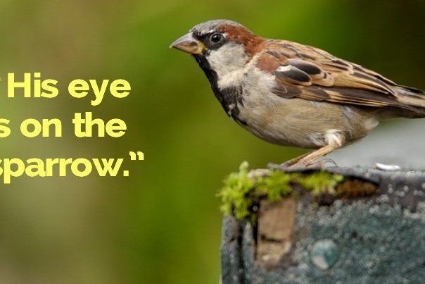 Sparrow