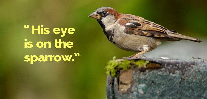 Sparrow