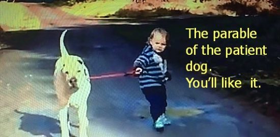 306  Patient dog and child