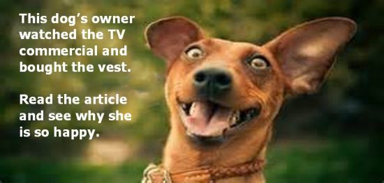 Excited-Dog