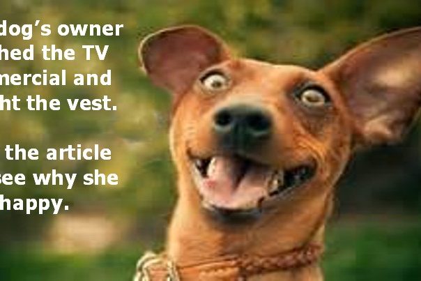 Excited-Dog