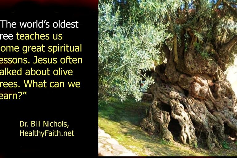 Oldest-olive-tree