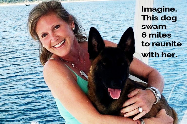 Dog swims