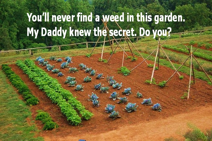 Organic-Vegetable-Garden