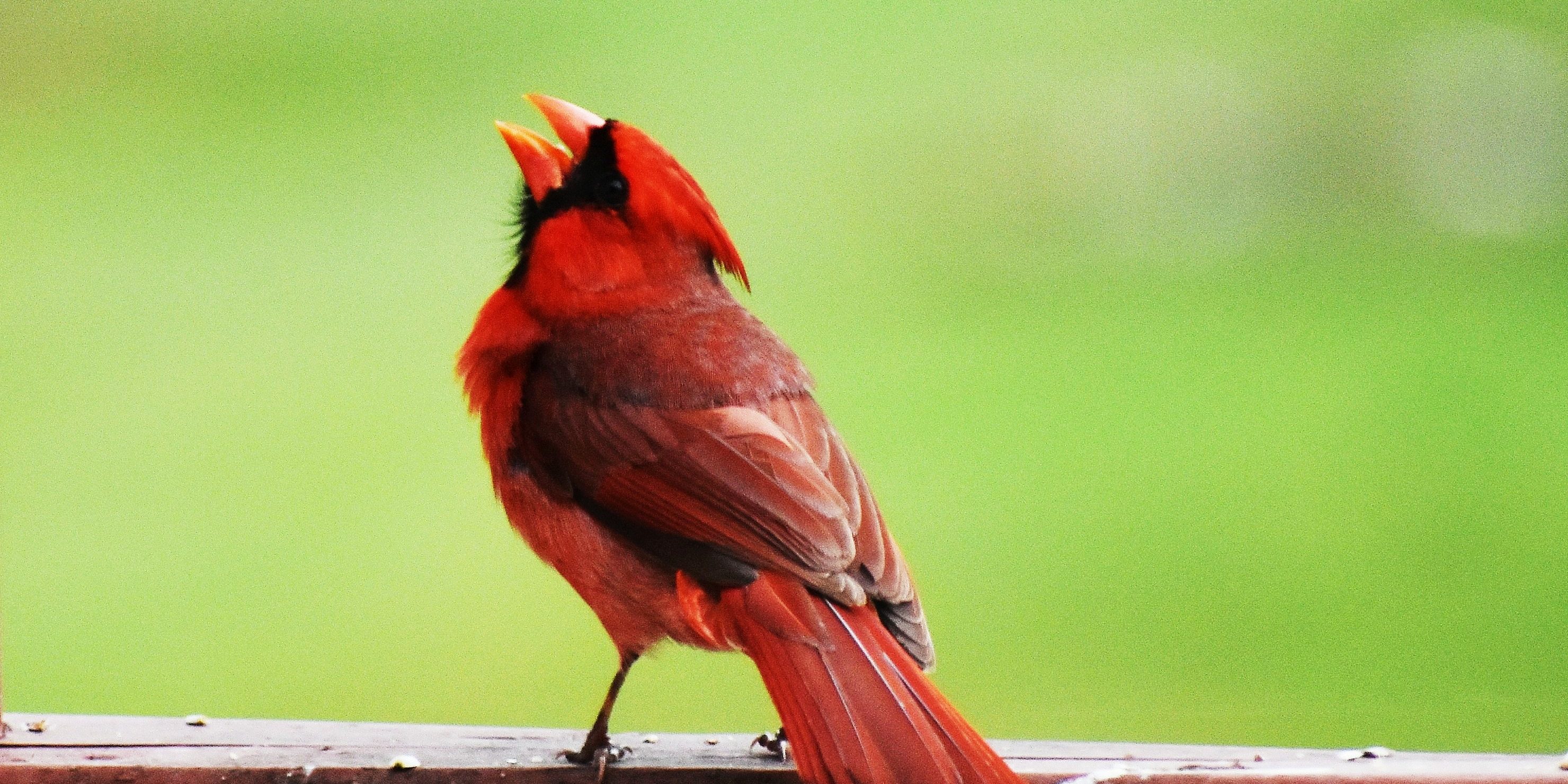 Cardinal Singing His Heart Out