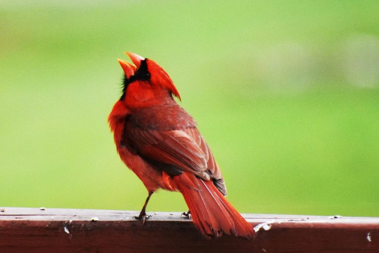 Cardinal Singing His Heart Out
