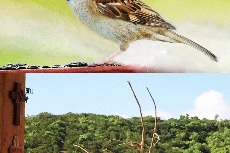 Sparrow and Birdhouse