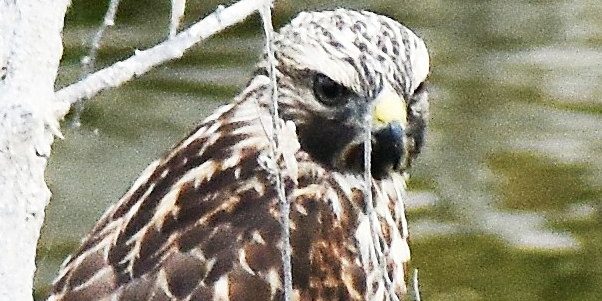 Hawk front close up 6.24.17