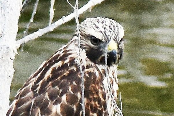 Hawk front close up 6.24.17