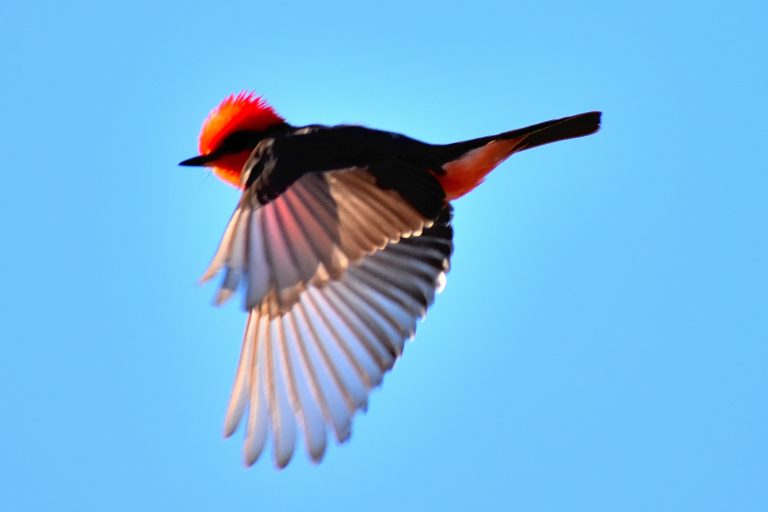 Vermillion Flying 22