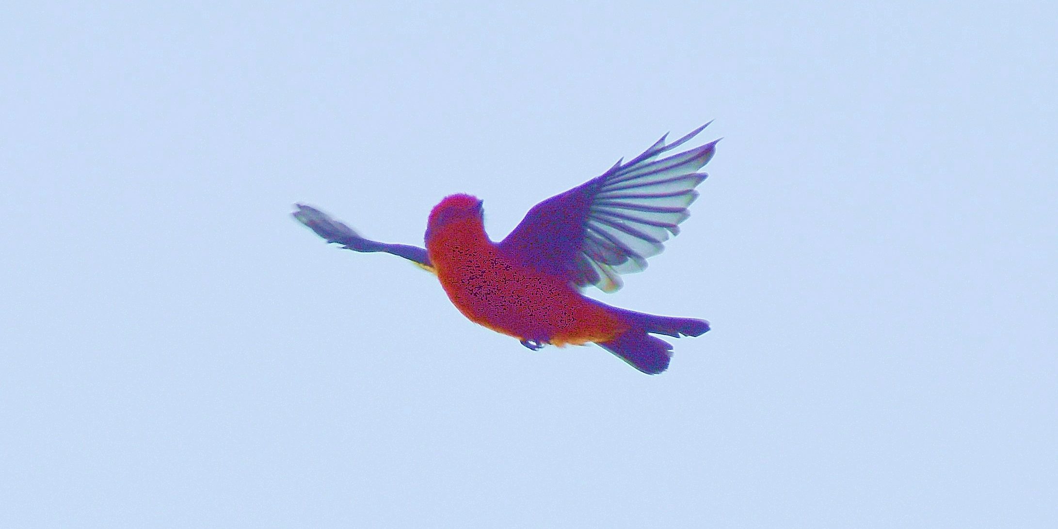 Vermillion in Flight Boerne TX