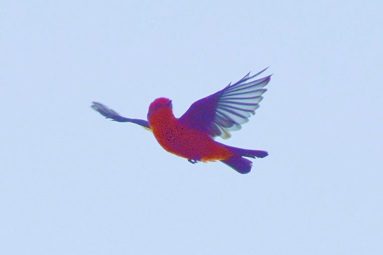 Vermillion in Flight Boerne TX