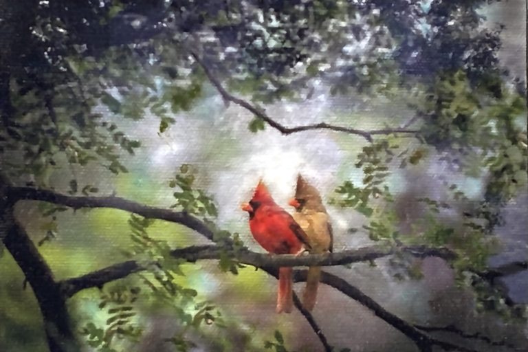 Cardinals-Watching-Daybreak