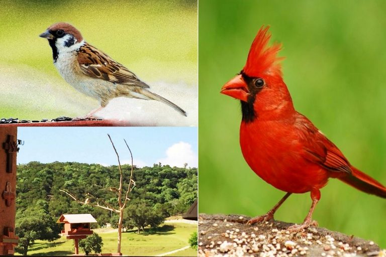 Sparrow-Not-Cardinal
