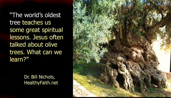 Oldest-olive-tree