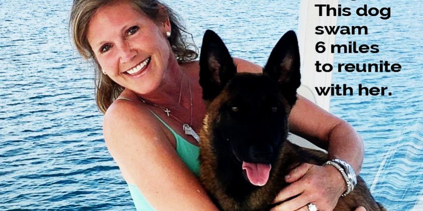 Dog swims