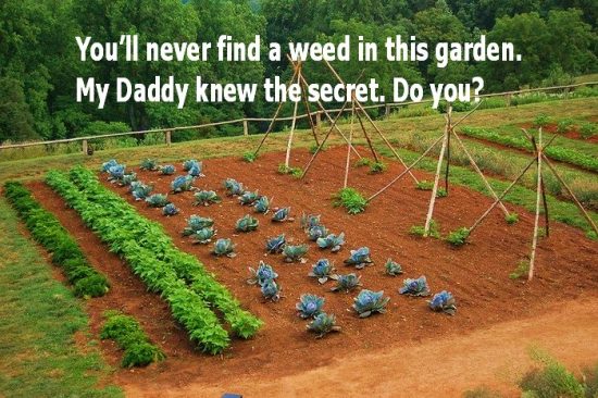 Organic-Vegetable-Garden