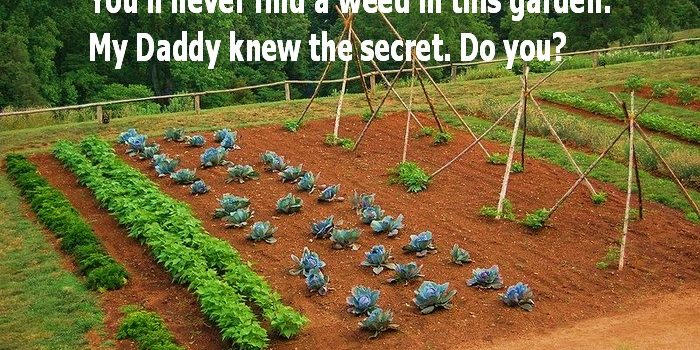 Organic-Vegetable-Garden