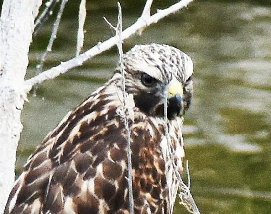 Hawk front close up 6.24.17